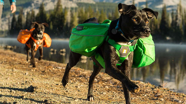 Ruffwear’s Approach Pack features two saddlebags attached to an adjustable harness, allowing your dog to carry his own food, water, and yes, poop bags. Just make sure not to load your pup up with more than 25% of his body weight.